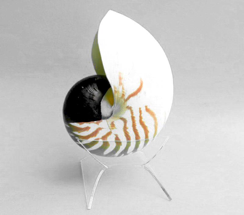 Nautilus Shell Display Stands Holds Large Shells, 3 Pack