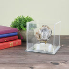 Acrylic Display Case 4" x 4" x 4" Dustproof Showcase