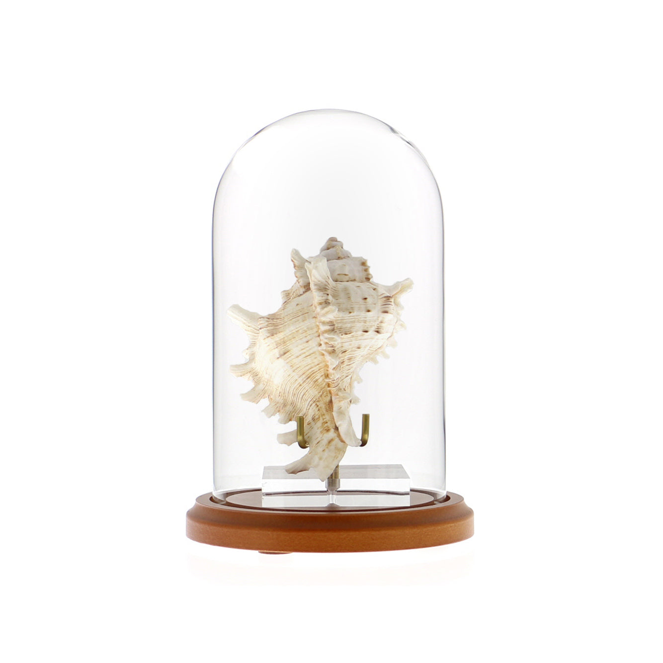 Glass Display Dome Cloche 4" x 7" Dustproof Showcase with Walnut Base